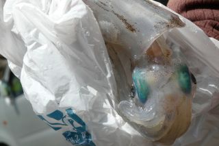 2011年５月２１日     ブルーアイ_b0098584_1585483.jpg