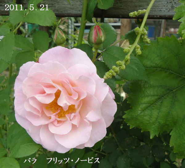 d0122497_10481598.jpg