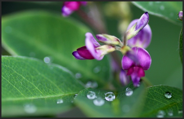 お題は「雨」_c0037200_22502586.jpg