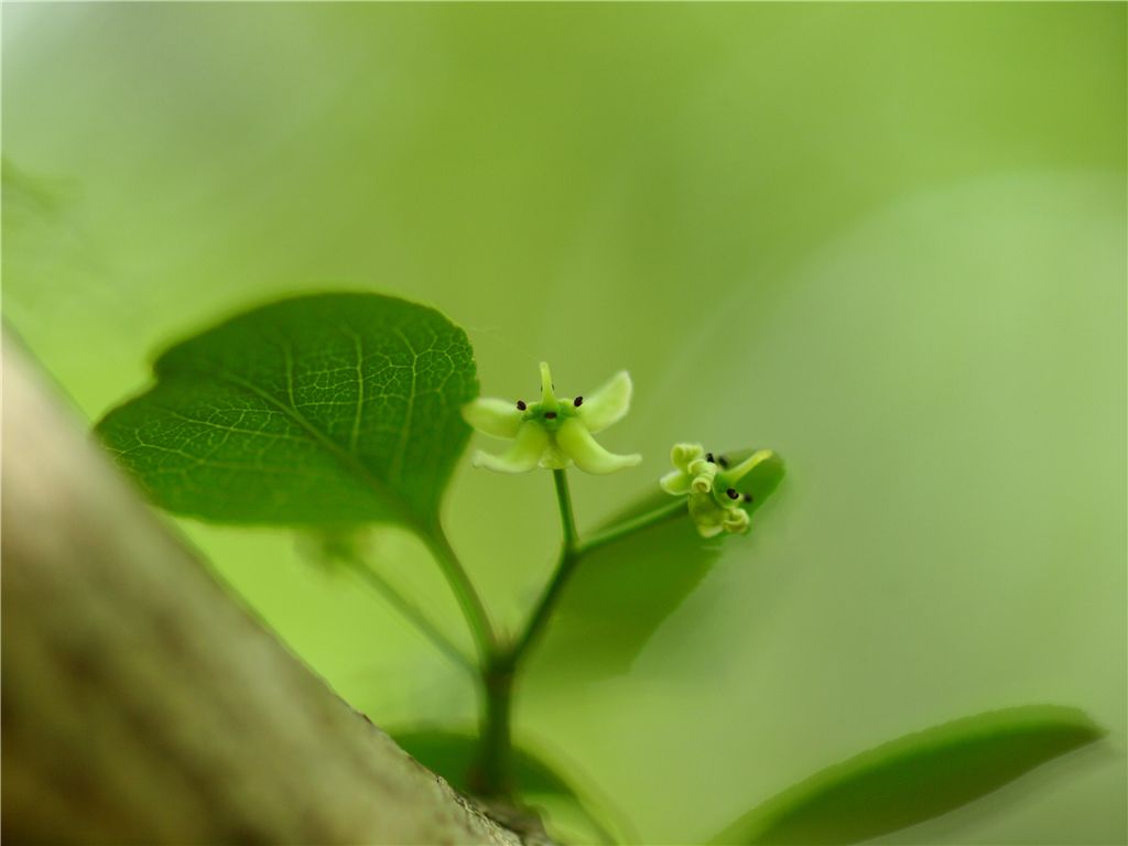 第一回　赤塚植物園花コミュ会off会_f0224100_12153431.jpg