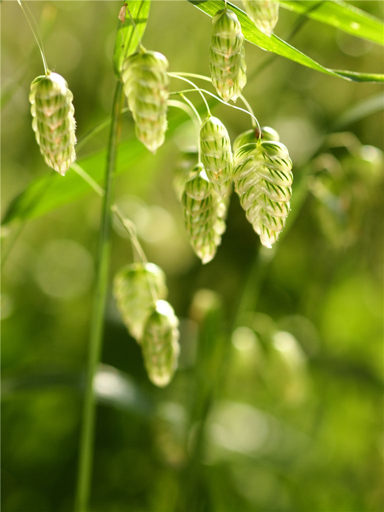 第一回　赤塚植物園花コミュ会off会_f0224100_12214746.jpg