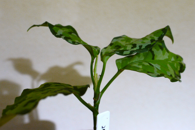 Agulaonema pictum var. trikolour　from\"Burumanica\"　♯２_d0195001_22512989.jpg