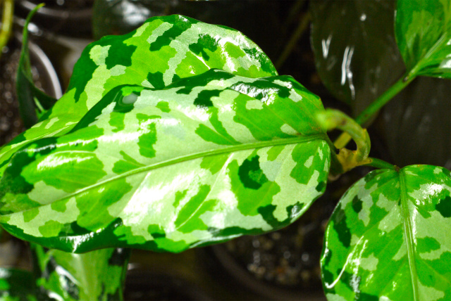 Agulaonema pictum var. trikolour　from\"Burumanica\"　♯２_d0195001_22514115.jpg