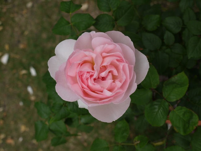 e0163202_2013434.jpg