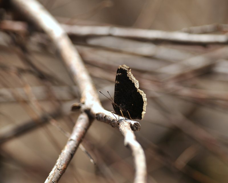 e0103903_97333.jpg