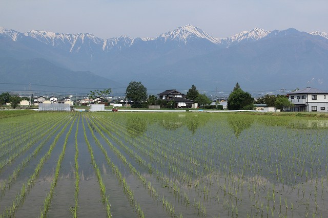 安曇野の田植え_a0188405_583721.jpg