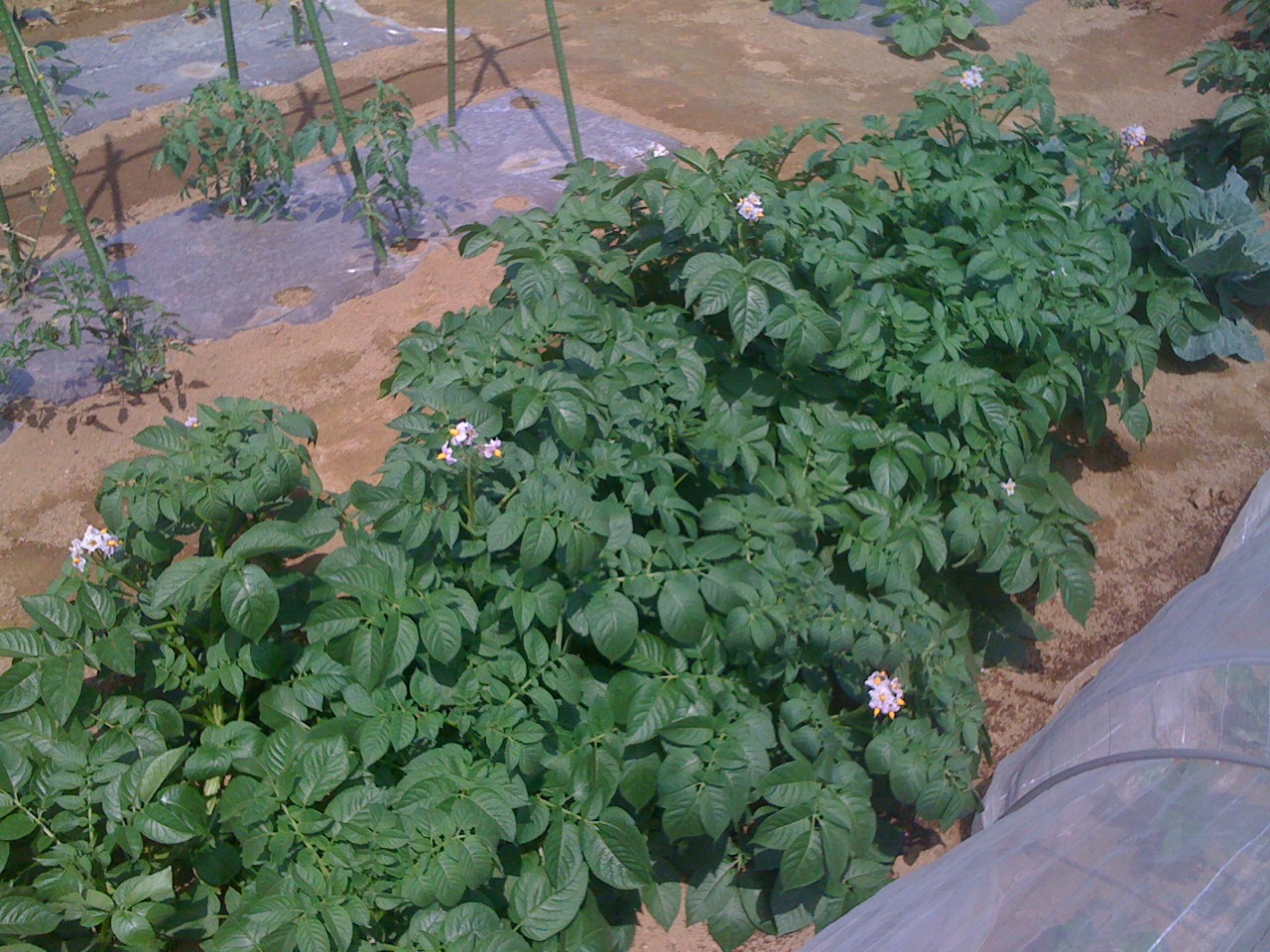 c0064706_1614015.jpg