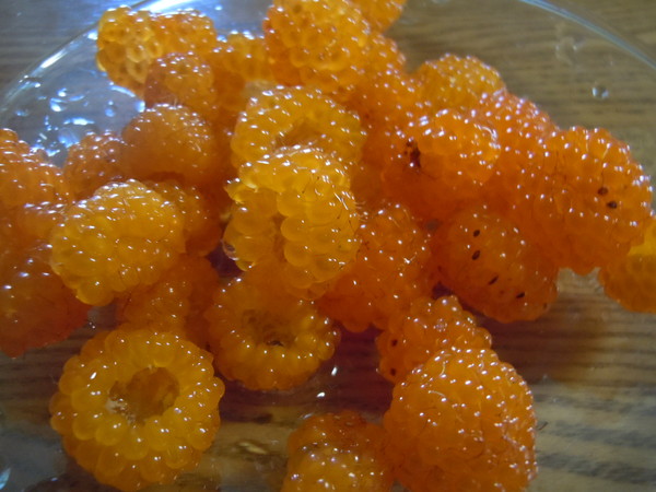 野生の木苺 ゆるり ゆるりと 野生の木苺 ゆるり ゆるりと