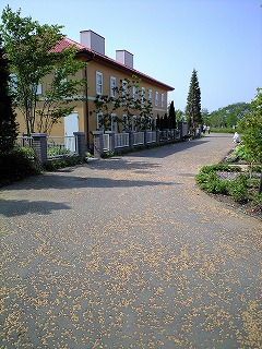 d0180506_544628.jpg