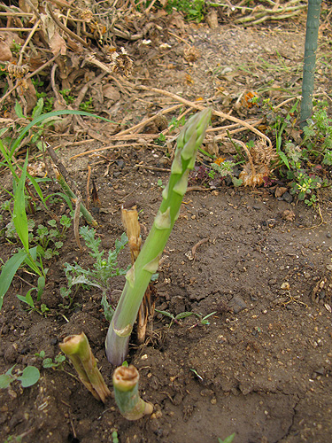 e0065906_926298.jpg
