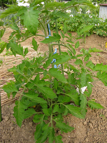 e0065906_9321652.jpg