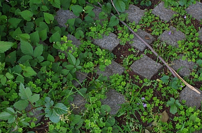 c0156908_2341459.jpg
