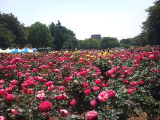 与野公園バラ祭_d0099708_519287.jpg