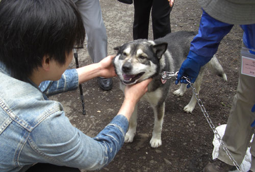 里親譲渡会　ゴン・グー　さよなら_e0001808_16553978.jpg