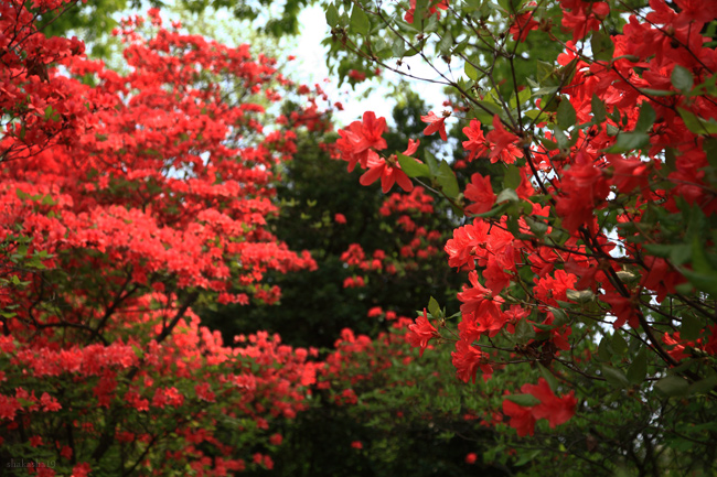 国営讃岐まんのう公園_f0181310_83292.jpg