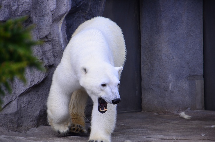 日曜日の旭山動物園　～　ホッキョクグマたちの様々な風景_a0151913_19395192.jpg