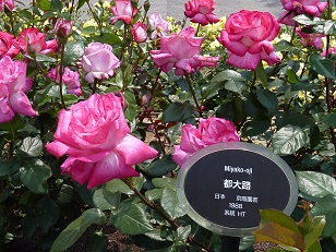 a0177314_9465961.jpg