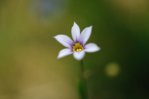 久しぶりに花撮り　ashu編_f0046614_22171961.jpg