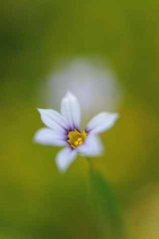 久しぶりに花撮り　ashu編_f0046614_22175034.jpg