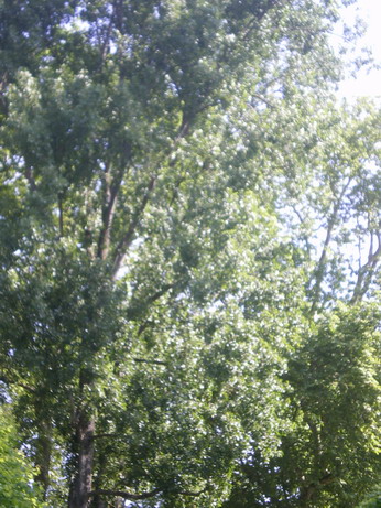 c0124619_14535075.jpg