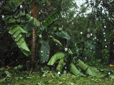 台風2号（ソングダー）は雨台風だった_a0043520_1719358.jpg