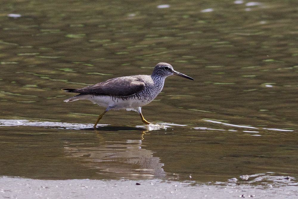 キアシシギ（黄足鴫）夏羽との出会い：葛西臨海公園_a0031821_14182710.jpg