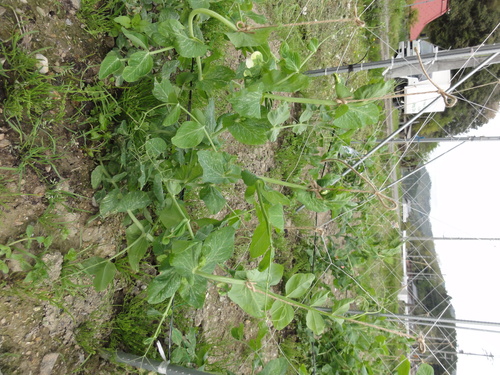 f0142721_15502595.jpg