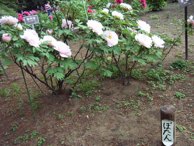 e0177824_229224.jpg