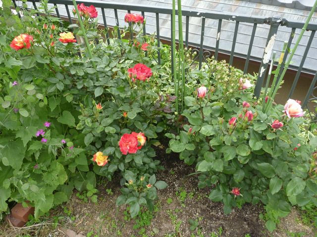 変色バラ チャールストンとディスタント・ドラムス_b0054727_032895.jpg