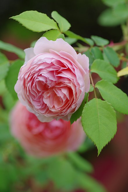 2011年5月22日　今年も薔薇の季節・・・_b0134829_12513653.jpg