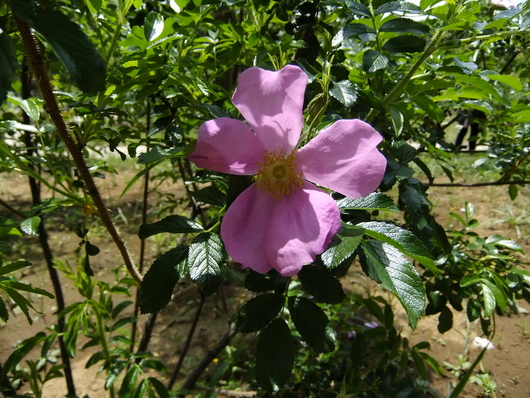 佐倉草ぶえの丘　バラ園_f0224331_21112362.jpg