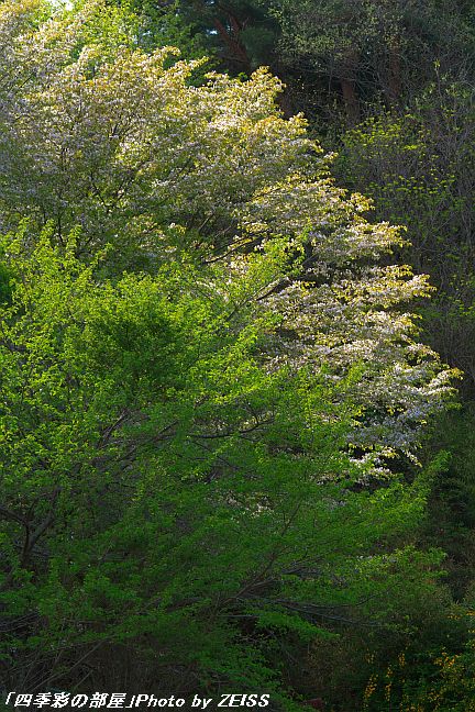 リンゴの花と山桜_a0195032_2074452.jpg