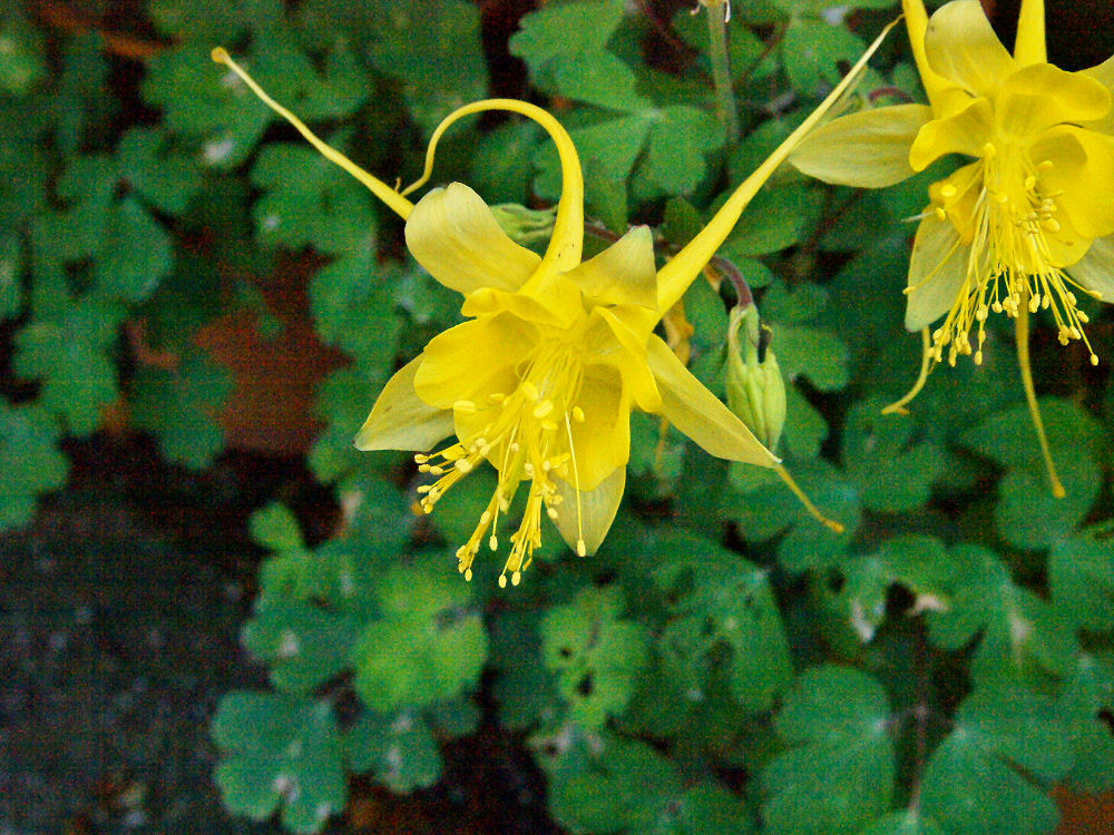 黄色オダマキ 西洋オダマキ が みっちー ふらふらと