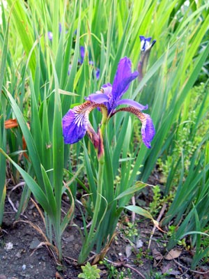 e0097534_18251649.jpg