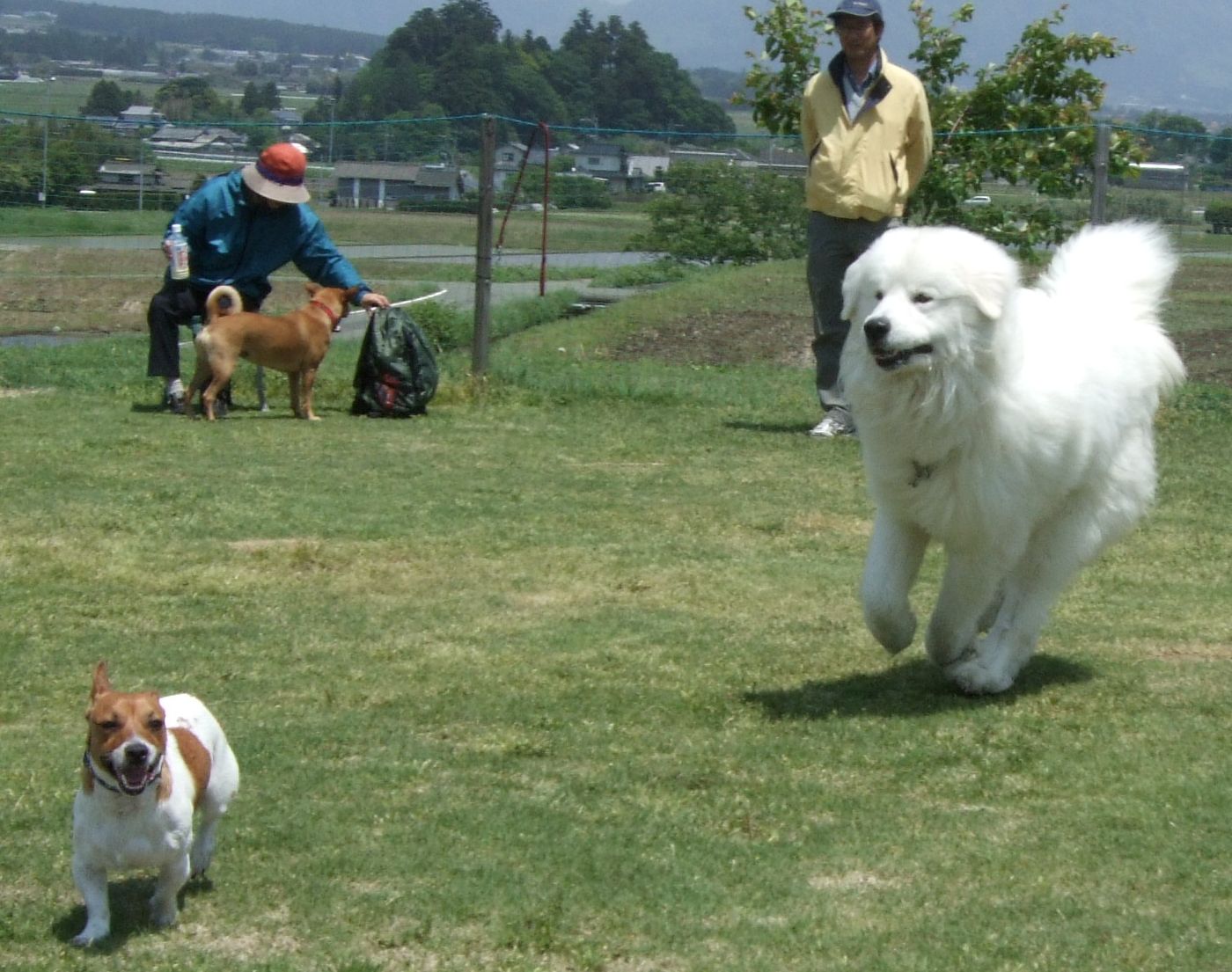 グレートピレニーズ的生活