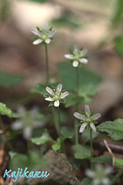 20110504の野草撮影_a0166940_1423309.jpg