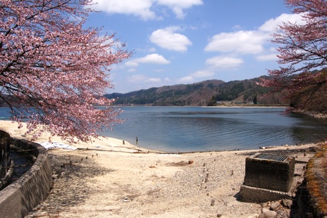 春一番は桜からの青木湖です_c0002943_1971420.jpg