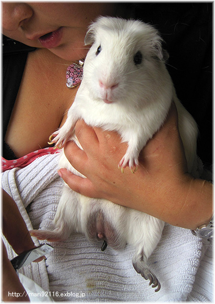 9ちゃんのモルエステ初体験 A Little Something To Say From California