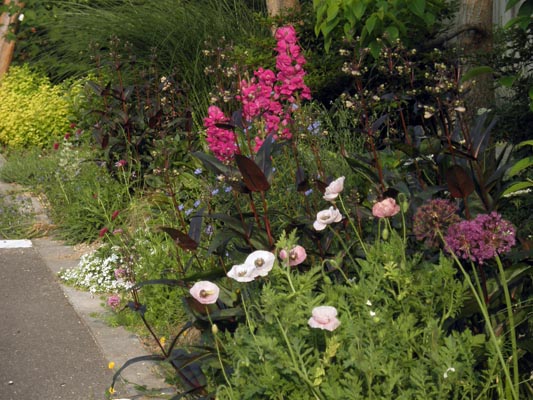 初めての虞美人草 The Road Halfway