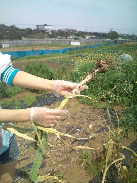 そら豆の収穫本格的に始めました・・にんにくも毎日・・_c0222448_12104151.jpg