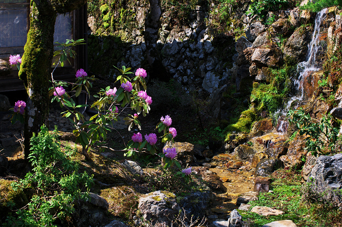 御車返しの桜（常照皇寺）_f0155048_10252798.jpg