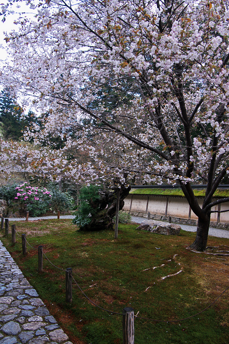 御車返しの桜（常照皇寺）_f0155048_1027354.jpg