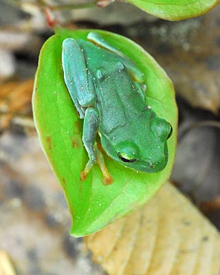 兵庫県　西谷の森公園３　葉の上の生き物たち_e0035757_2210576.jpg