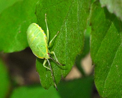 兵庫県　西谷の森公園３　葉の上の生き物たち_e0035757_2241044.jpg