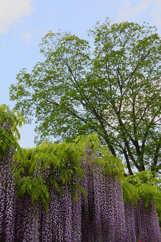 c0101558_20114815.jpg