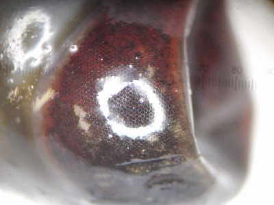 c0180460_2125738.jpg