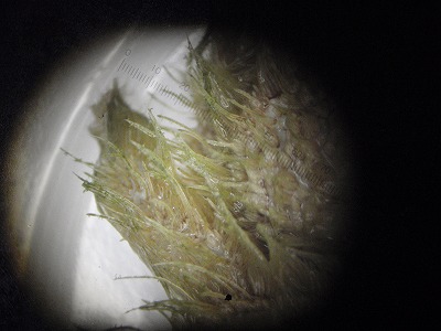 c0180460_2155463.jpg
