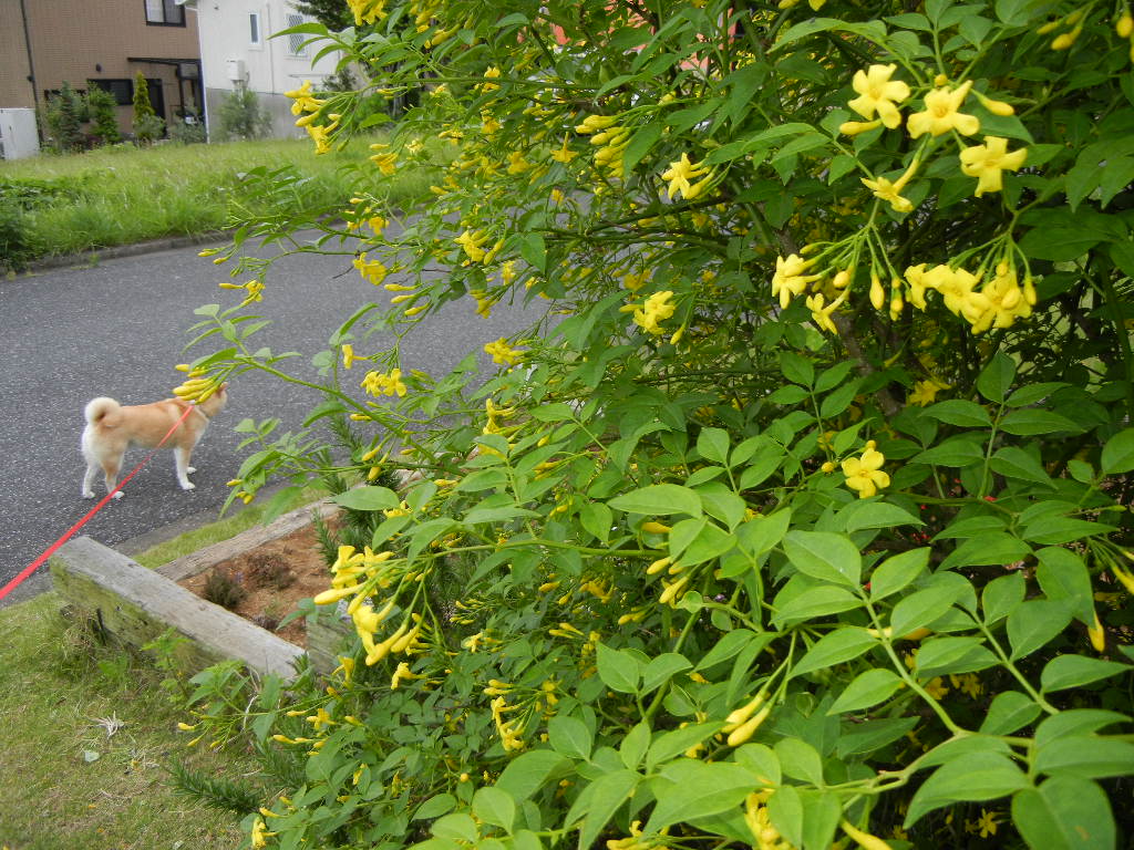 2011年5月22日(日)心ちゃん、今日も外出禁止!_f0060461_19452236.jpg