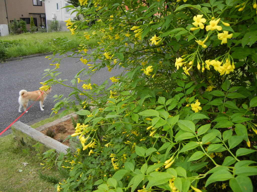 ２０１１年５月２２日（日）心ちゃん、今日も外出禁止！_f0060461_19452236.jpg