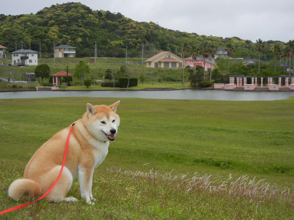 2011年5月22日(日)心ちゃん、今日も外出禁止!_f0060461_19463186.jpg